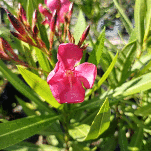 Laurel de flor - Nerium Oleander, 3 lts.
