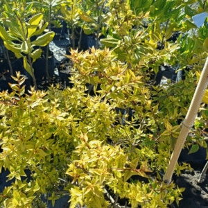 Abelia Grandiflora Compacta, 4 lts.