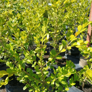 Buxus Sempervirens, 3 lts.