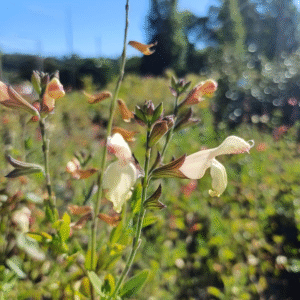 Salvia greggi, 3 lts.