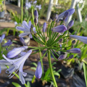 Agapanthus Azul, 3 lts.