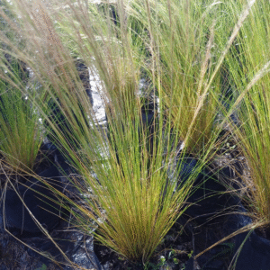 Stipa - Stipa tenuissima, 3 lts.