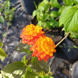 Lantana camara, 3 lts.
