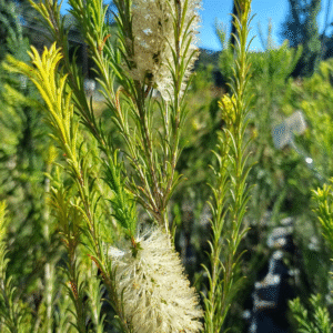 Melaleuca Linearifolia, 10 lts.