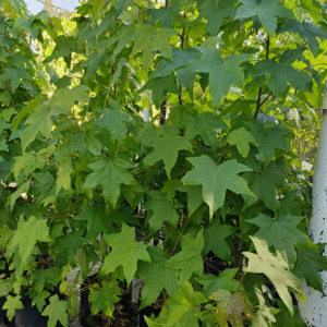 Liquidambar - Liquidambar styraciflua, 10 lts.