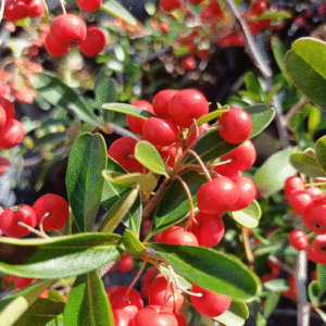 Crataegus - Pyracantha coccinea, 4 lts.