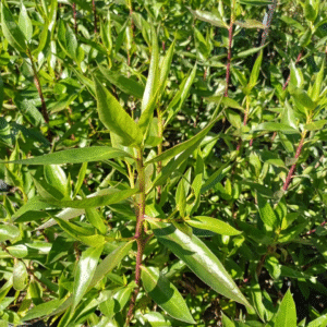 Siempre Verde - Ligustrum lucidum, 3 lts.