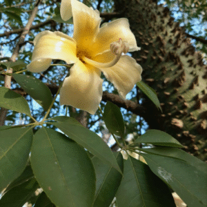 Palo Borracho Blanco - Ceiba chodatii, 5 lts.