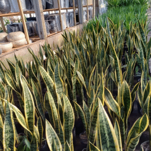 Sansevieria, 3 lts.