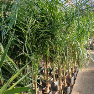 Palmera Pindó - Syagrus romanzoffiana, 7 lts.