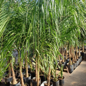 Palmera Pindó - Syagrus romanzoffiana, 10 lts.