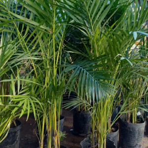 Palmera Areca, 7 lts.