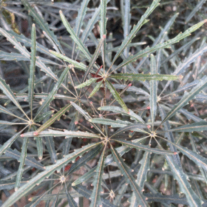 Aralia Elegantisima, M24.
