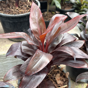 Dracena Chocolate, m15 lts.