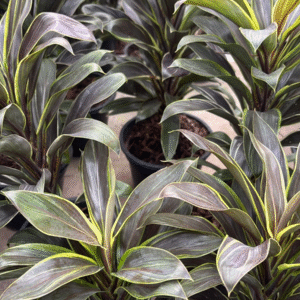 Dracena Baby - Cordyline terminalis, m13.