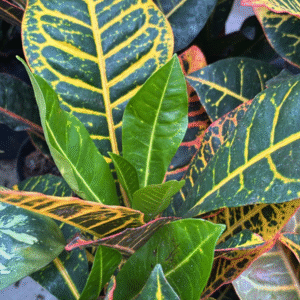 Croton Híbrido, 3 lts.