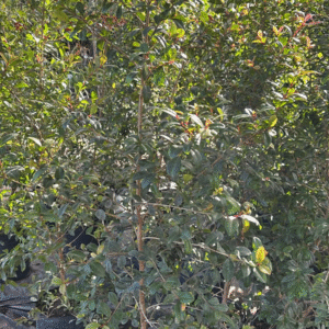 Eugenia Myrtifolia, 7 lts.