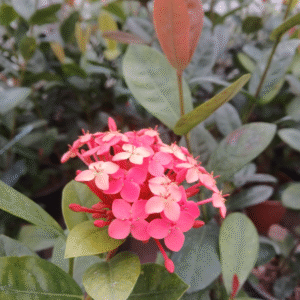 Ixora - Ixora coccinea, 3 lts.