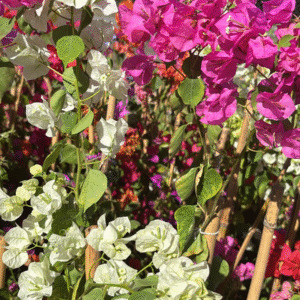 Santa Rita - Bougainvillea glabra, 4 lts.