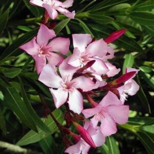 Laurel de flor - Nerium Oleander, 4 lts.