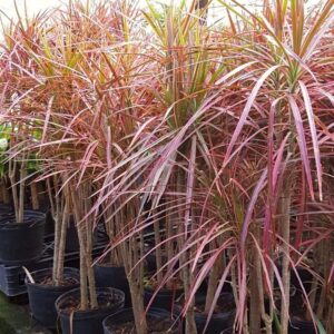 Marginata tricolor, M14