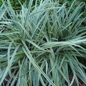 Pasto Inglés - Ophiopogon Japonicus