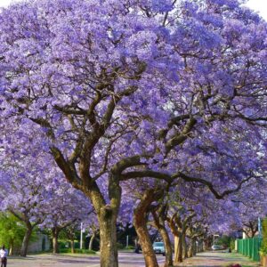 Jacarandá Mimosifolia, 15 lts.