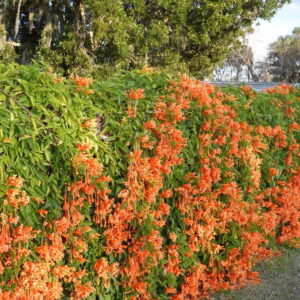 Bignonia de Invierno - Pyrostegia Venusta, 3 lts.