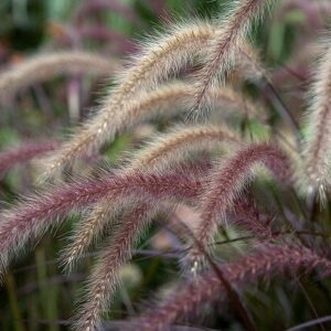Pennisetum Rubra - Cola de Zorro 3 LTS