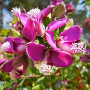 Polygala - Polygala myrtifolia, 3 lts.