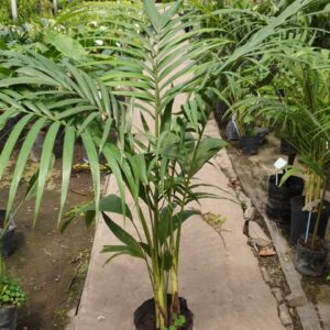 Palmera Seafortia, 10 lts.