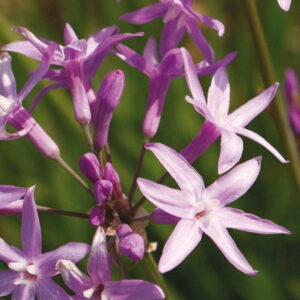 Tulbaghia Violácea, 3 lts.