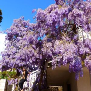 Glicina - Wisteria Sinensis