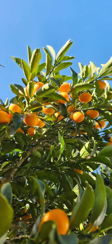 Cítricos & Frutales Cítricos & Frutales