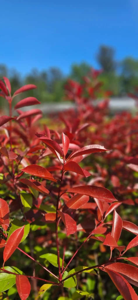 Arbustos para cercos vivos y árboles ornamentales Arbustos para cercos vivos y árboles ornamentales