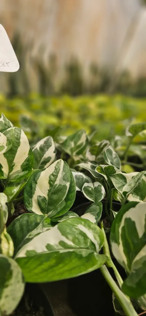 Plantas de interior Plantas de interior