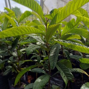 Níspero - Eriobotrya japónica