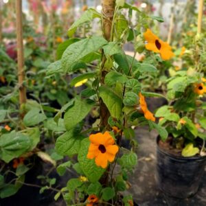 Ojo de Poeta - Thumbergia alata, 3 lts.