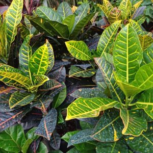 Crotón Mona Lisa, 3 lts.