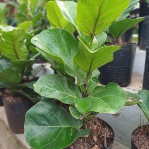Ficus Pandurata, 4 lts.