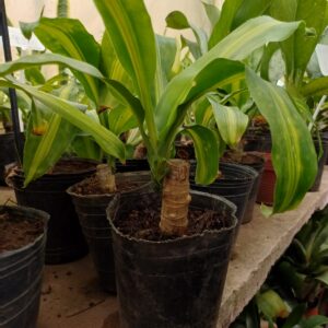 Palo de Agua - Palo del Brasil, M12.