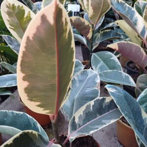 Gomero Rosado, 3 lts.