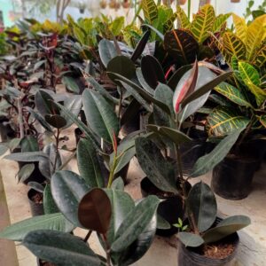 Gomero Común, 4 lts.