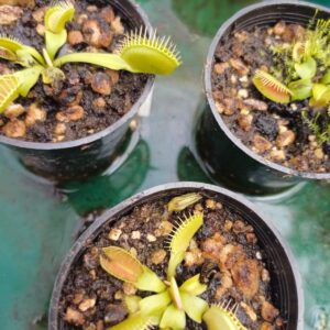 Carnivora Venus Atrapamoscas, M8.