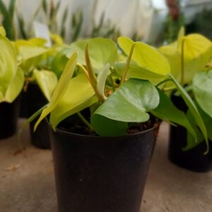 Cordatum Verde, bols.