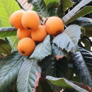 Níspero - Eriobotrya japónica