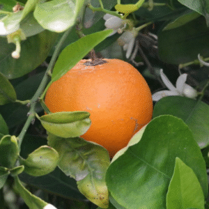Naranja Valencia Late - Citrus sinensis 'valencia'