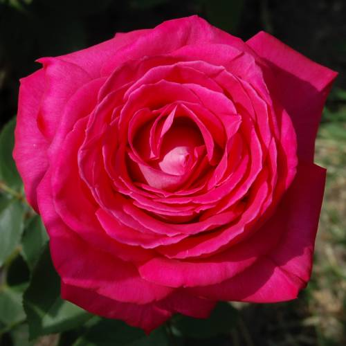 Lolita Lempicka - Image 2