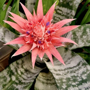 Piñuela - Aechmea fasciata, M15.