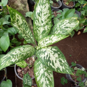 Aglaonema 'Maria'